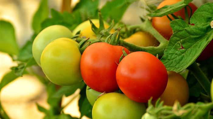 چگونه گوجه فرنگی پرورش دهیم