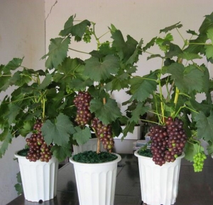 کاشت انگور در تراس