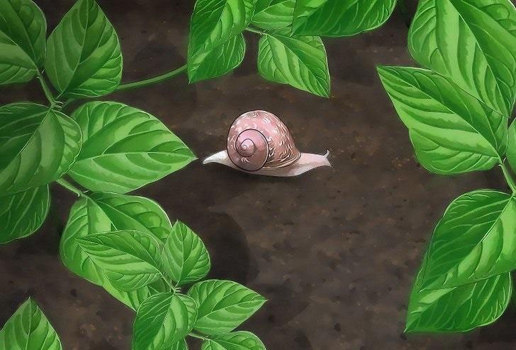 garden snails